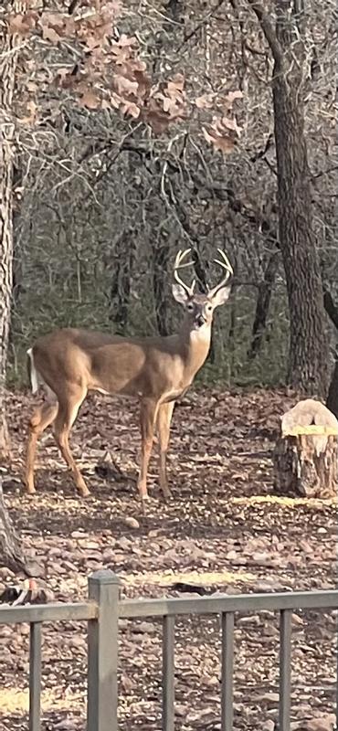 Love feeding the deers