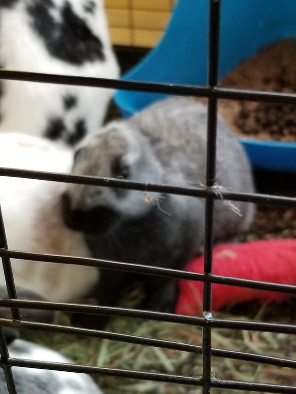 My Rabbits resting after eating using my Tractor Supply Rabbit Feeder. THANK YOU TRACTOR SUPPLY