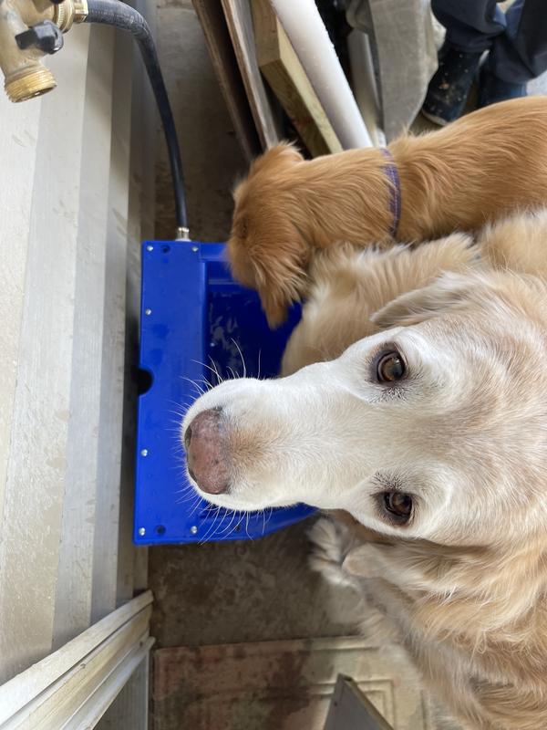 My dogs drinking water outside