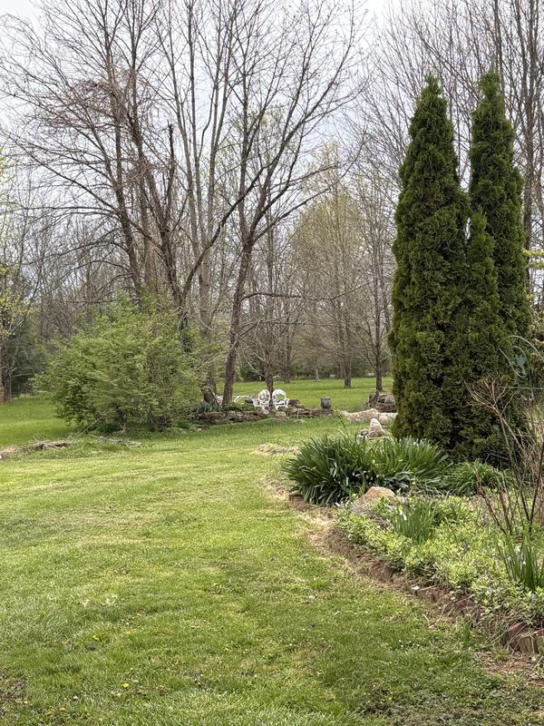 My mother’s yard. Wasn’t trimmer in years.