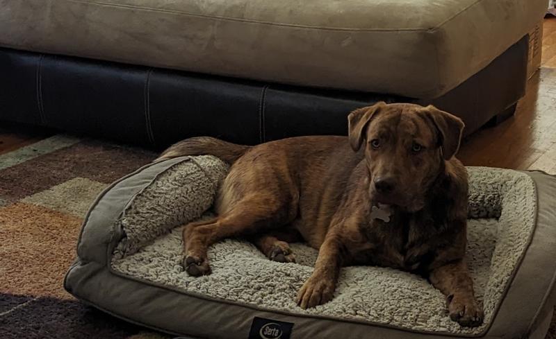 Pics of Rosey-Mom, Riley, Bubba, and Blue