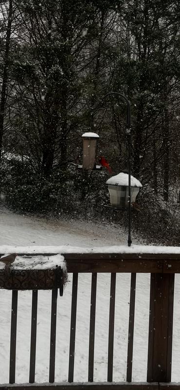 Snowy day but birds still need to eat