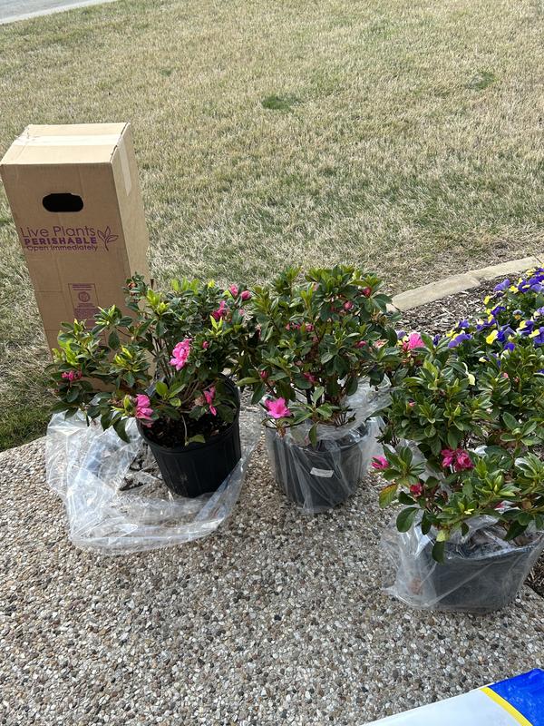 My new pink ruffles azaleas