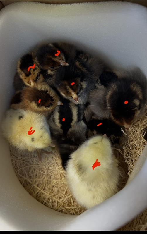 9 chicks red dots