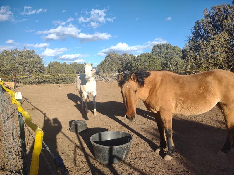 Waiting for their Triple Crown horse feed.