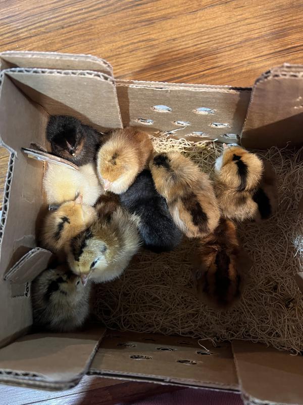 Hoover's Hatchery Live Assorted Color Egg Production Baby Chicks, 10 ct ...