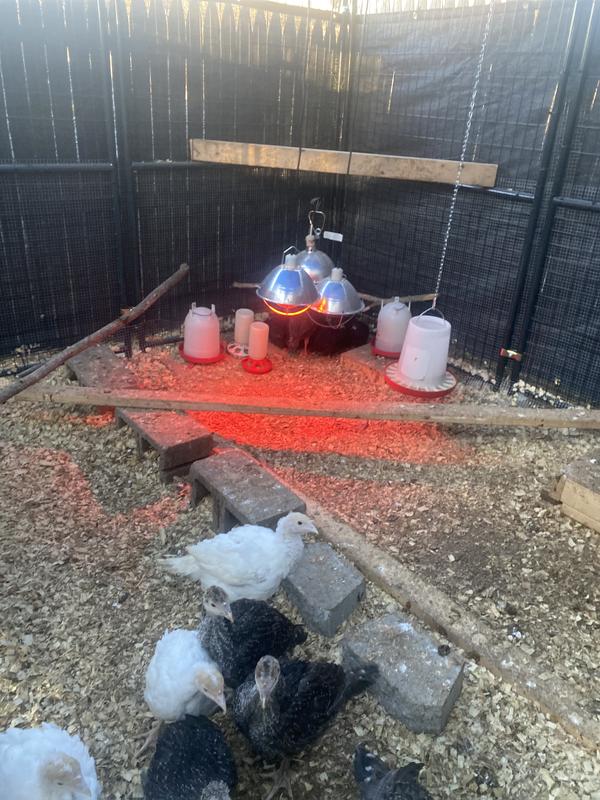 Keeps them protected from our cold weather