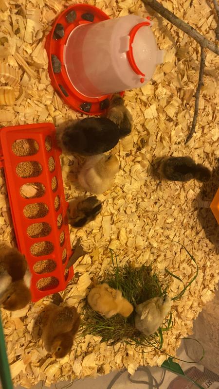 Happy chicks
