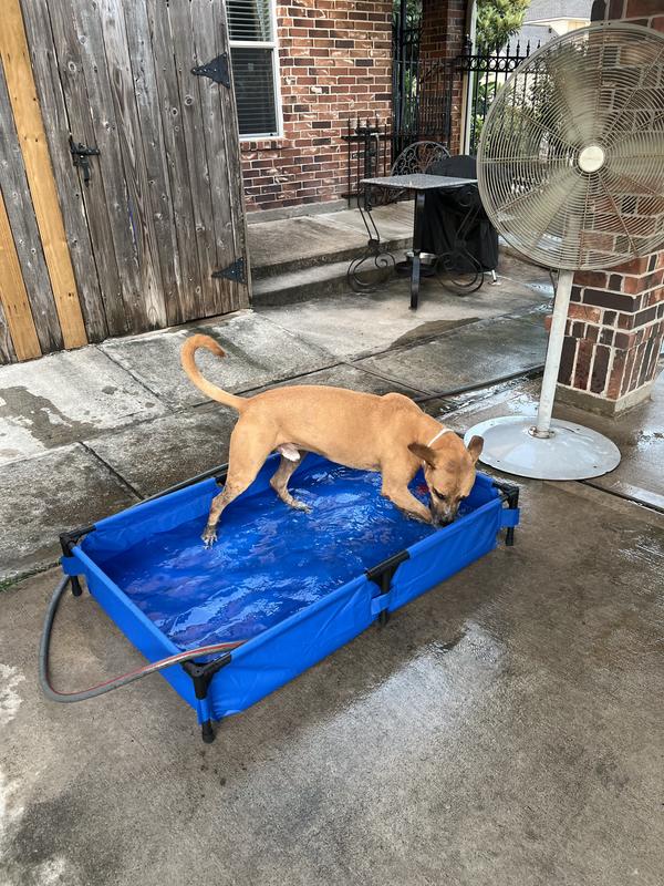 Simba loves his pool.