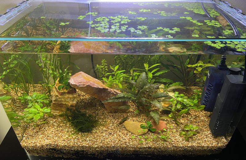 New shrimp tank setup