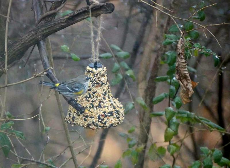 Pine warbler