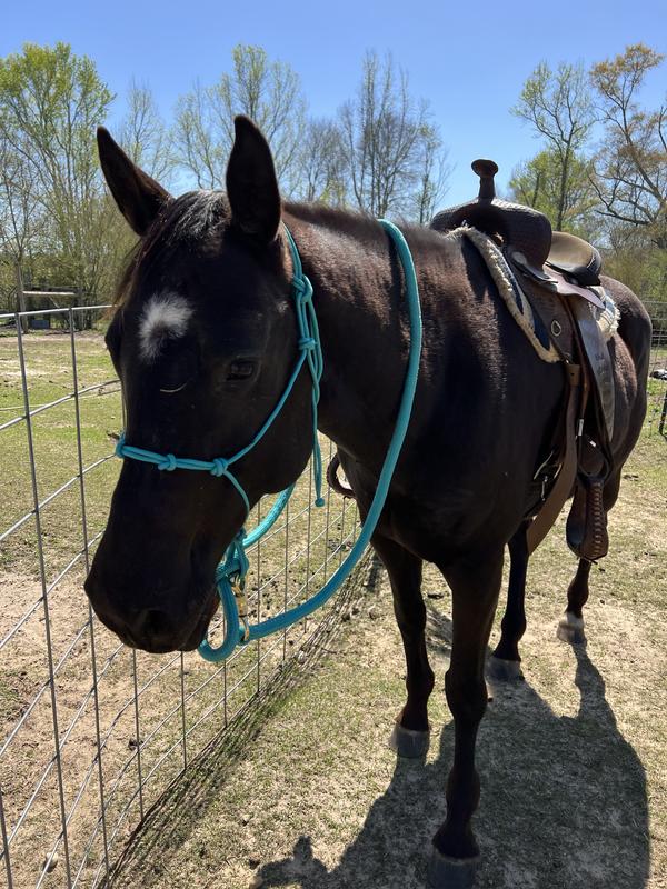 My mare in her halter