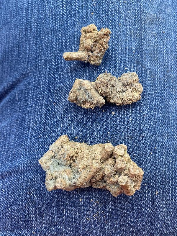 Moldy grain