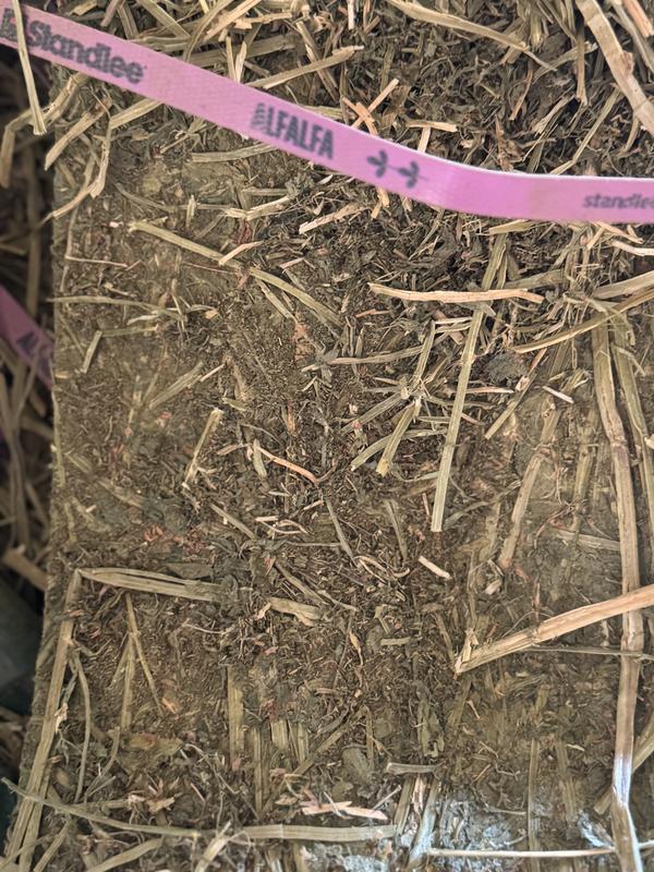 Brown alfalfa with stalks of a mix