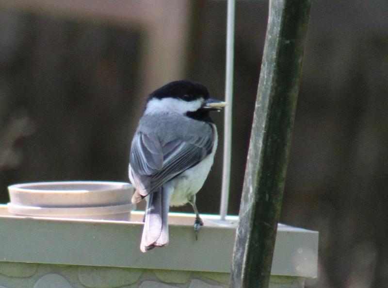 Carolina Chickadees like Royal Wing Safflower seed.