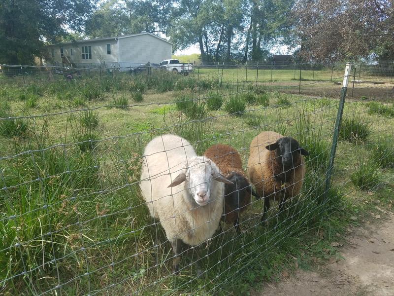 Healthy sheep