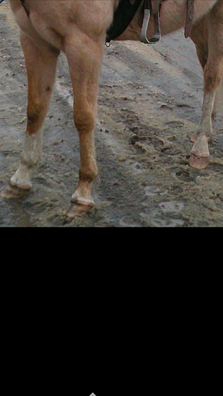 His feet 3 years ago, notice the rings and bruising