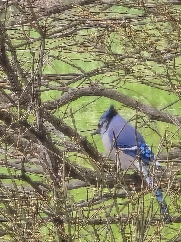 Some of the birds that visit my yard...