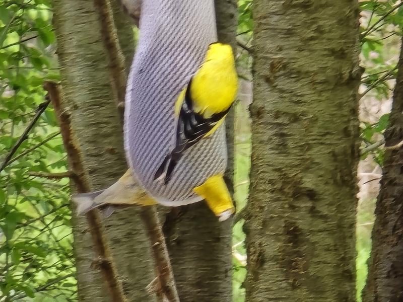 Yellow finches on socks