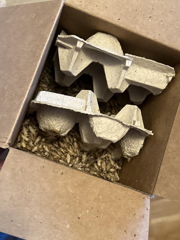 Box 1  no heat packs no snacks/food  all dead