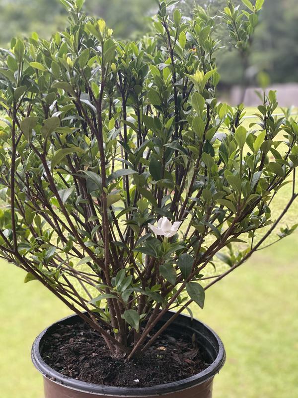 Today and the day it came, almost a month apart