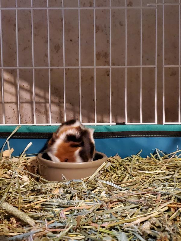 Chip's first meal...