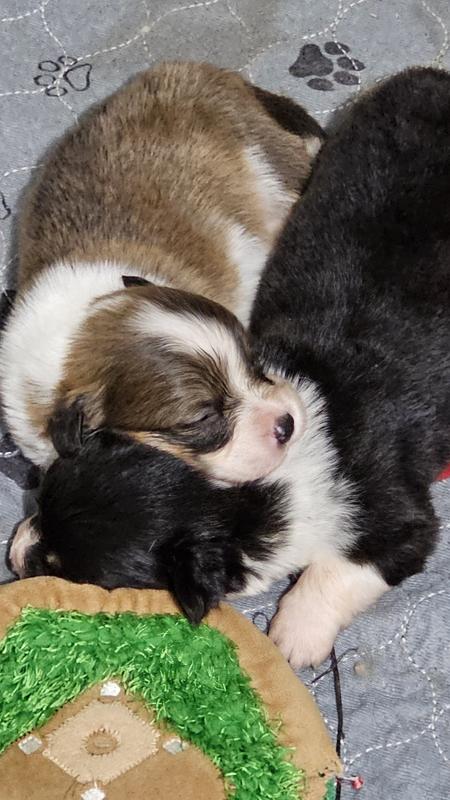 Few of my puppies