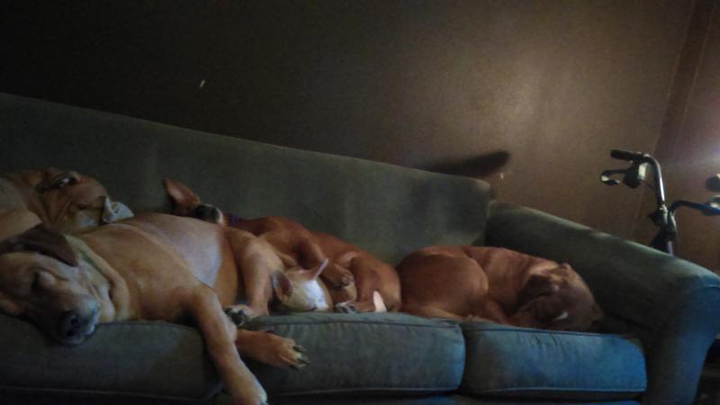 From 5 lb to 80 lb, all 5 happy