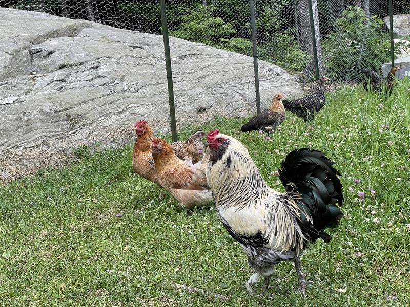 Living that free-range, no-rush lifestyle.