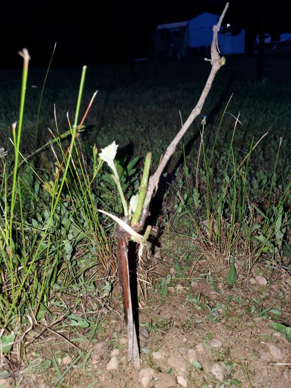 Etsy grapes after 2 weeks. All planted the exact same way. Both came with no leaves but the TSC grapes have zero growth... Disappointed