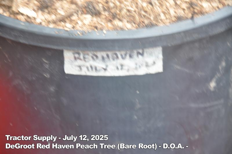 DeGroot Red Haven Peach Tree (D.O.A.)