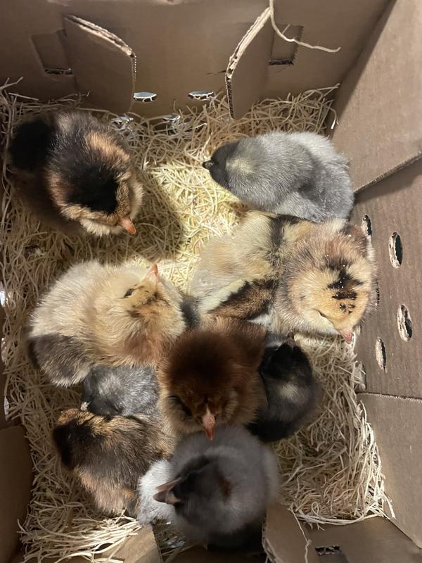 Hoover's Hatchery Live Assorted Color Egg Production Baby Chicks, 10 ct ...