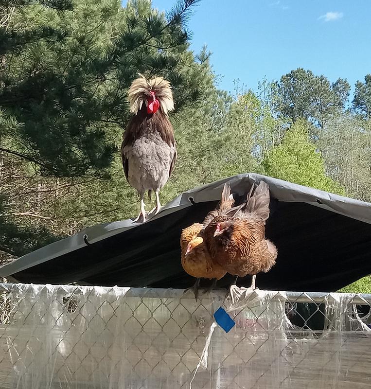 Photos of my chicken pen and Rooster and hen enjoying the cover.