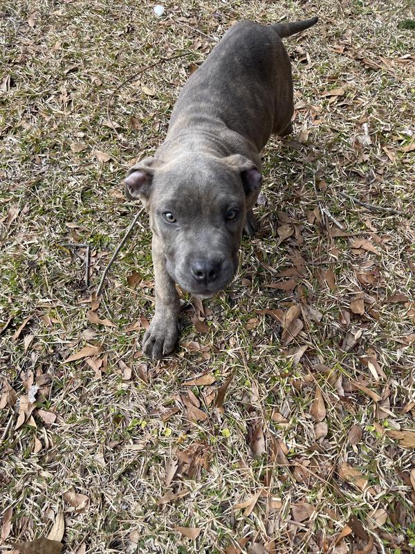 My dog