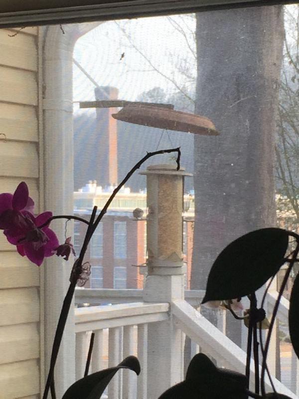 plastic flower pot tray used as a cover.  Keeps rain and squirrels off the feeded.