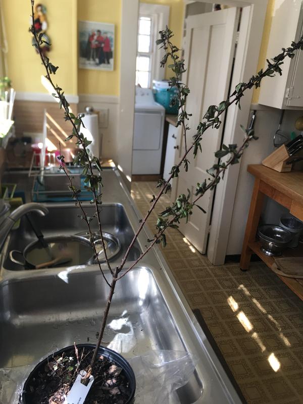 My new Spirea Reeves