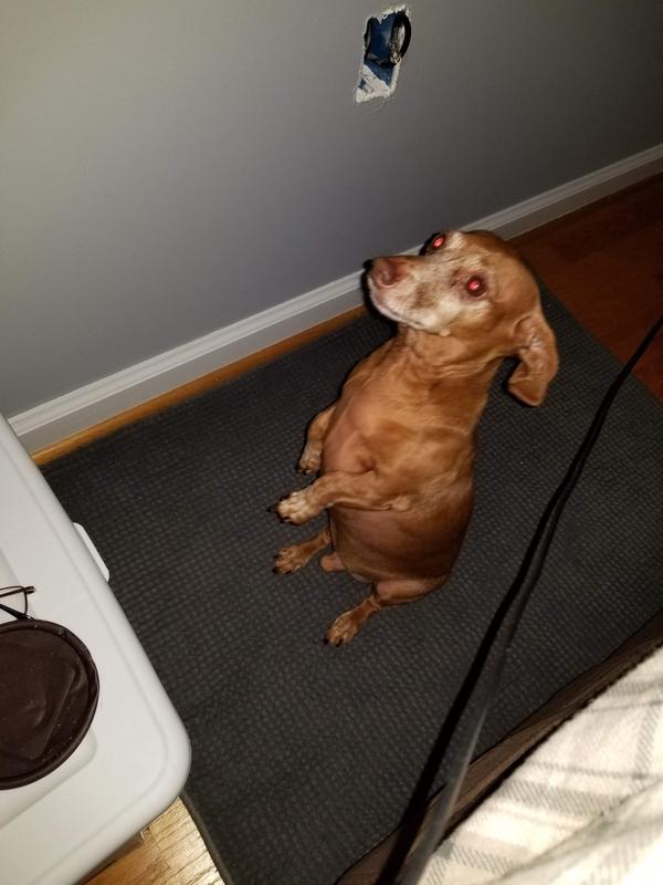 Dobby standing to attention