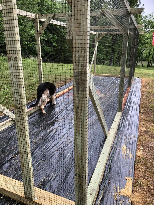 Small container garden safe from animals.