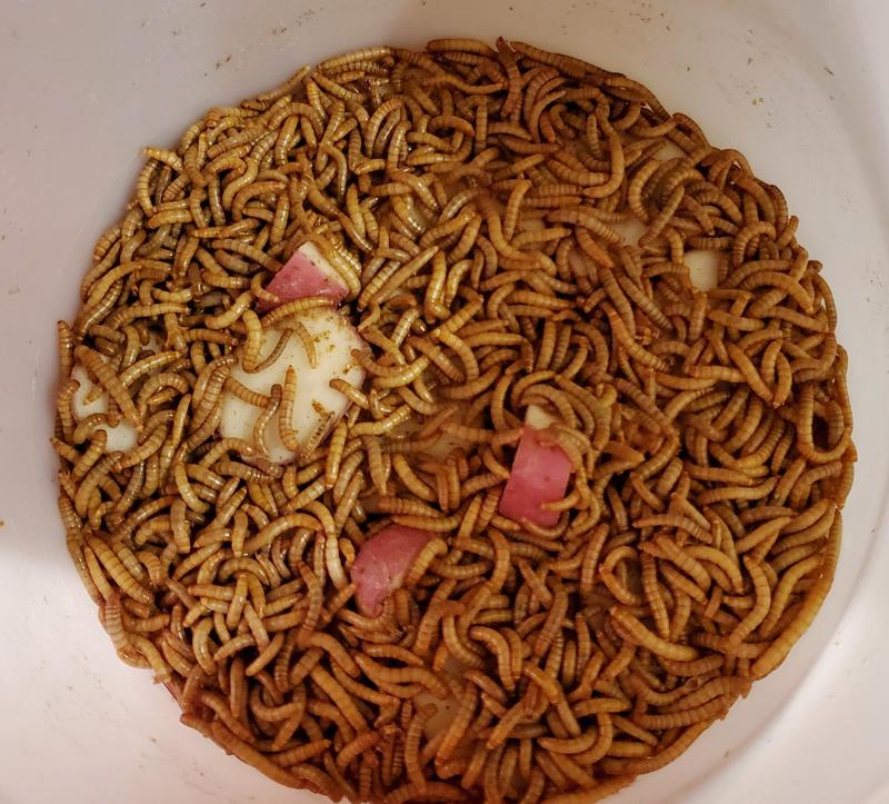 Healthy live mealworms upon arrival. Transferred to a small tub for immediate feeding and hydration.