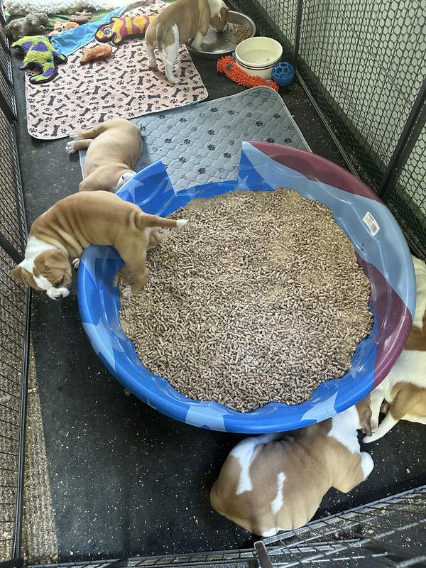 Everyone has learned to potty train in the pool