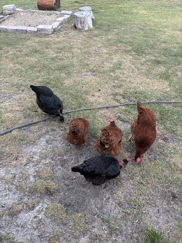 Chicken Nip