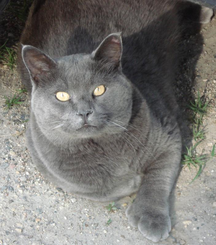 My name is G-3, I am a polydactyl with extra toes on all my feet.