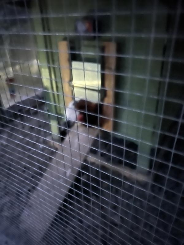 Chickens couldn’t care less