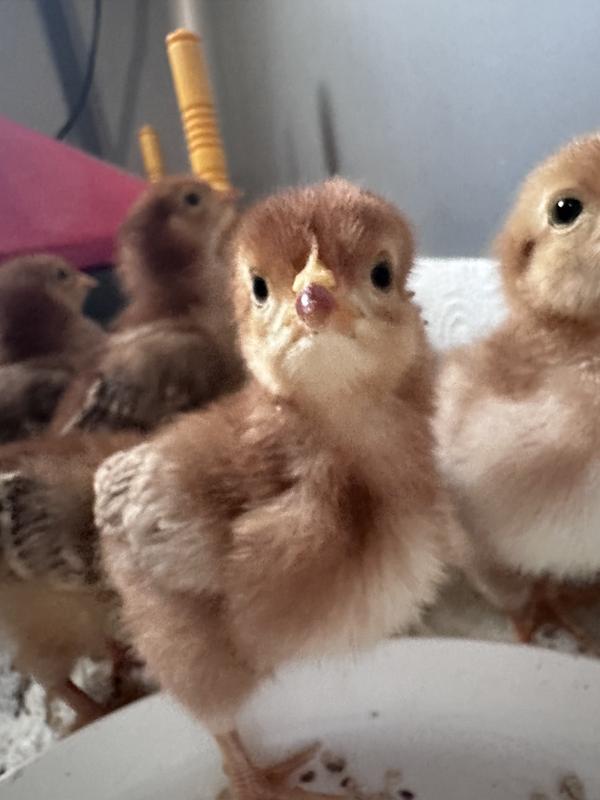 Healthy babies whom are now 2 weeks old. Photos taken a little after a week