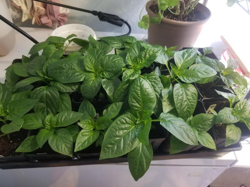 happy peppers