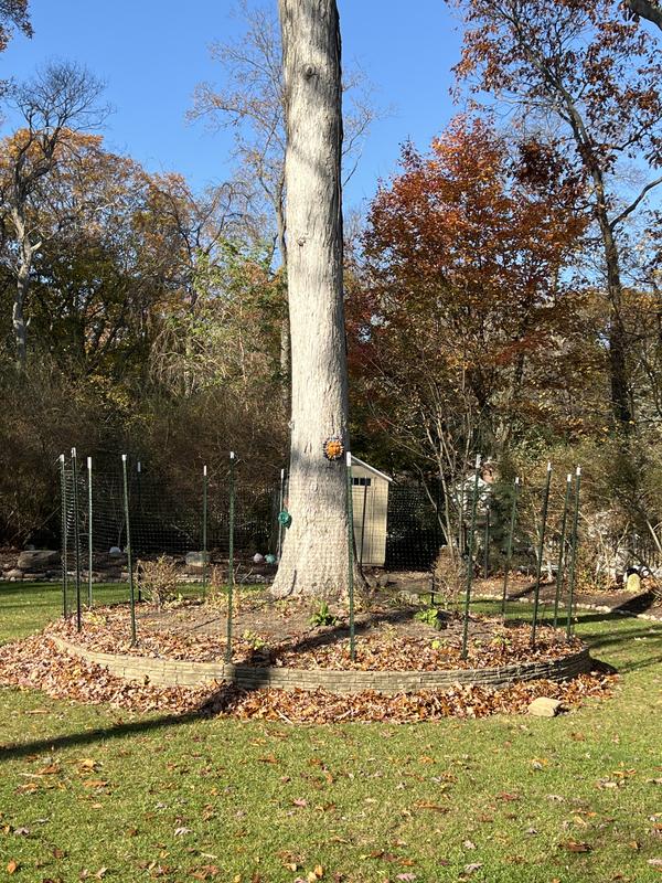 This was the experiment:next is a larger part of yard