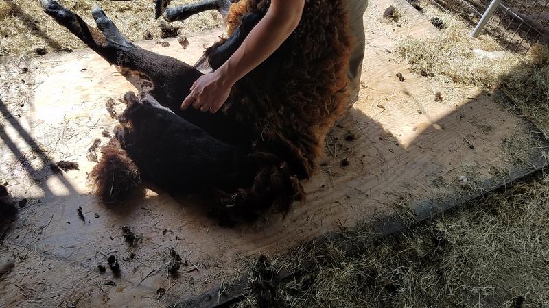 Tight, heavy wool