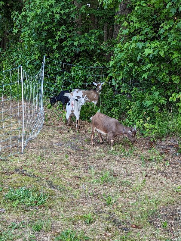 Goats doing their thing
