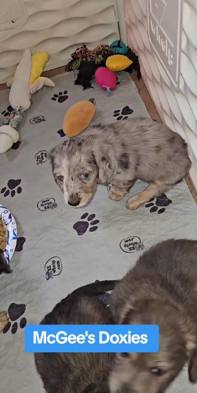 Dapple Doxie Puppy