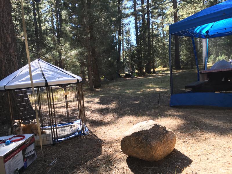 Nice for one or two small to medium size pets.